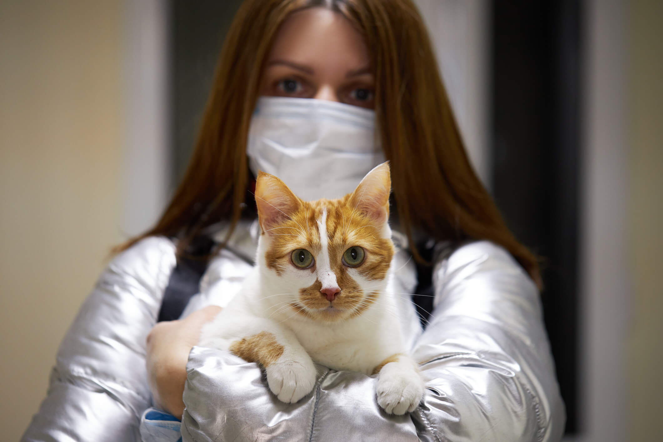 feline covid vaccine
