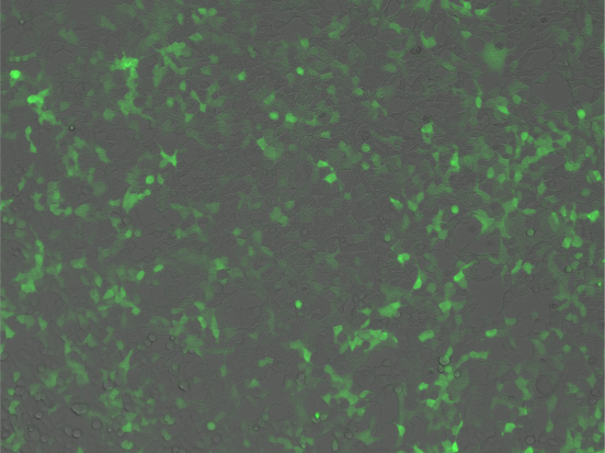 Each template is GFP encoded for ease of validation