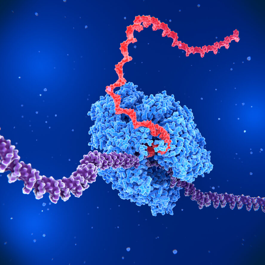 RNA polymerase